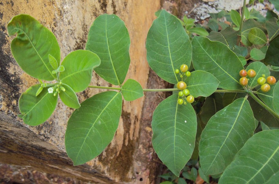 Мансоа Рувольфия Маркея