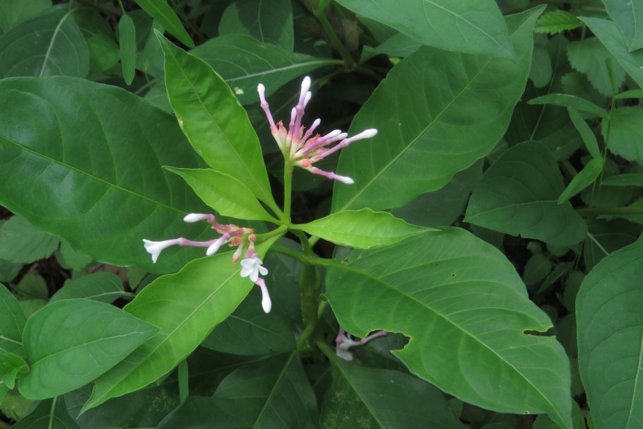 Раувольфия Хель