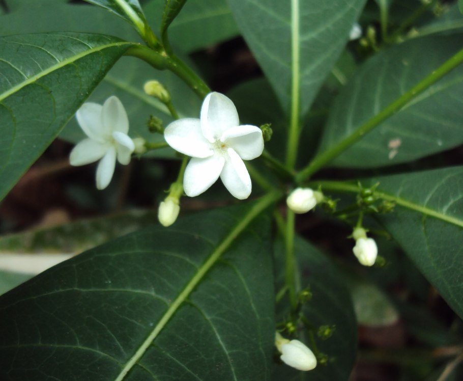 Раувольфия гомеопатия горошины