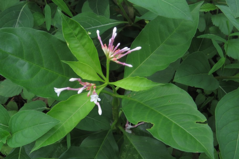 Мансоа Рувольфия Маркея