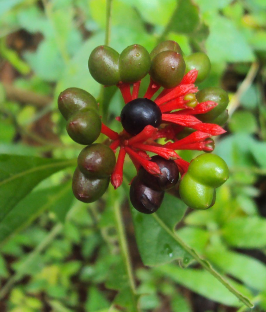 Раувольфия змеевидная