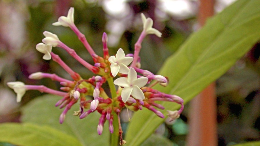 Раувольфия серпентина