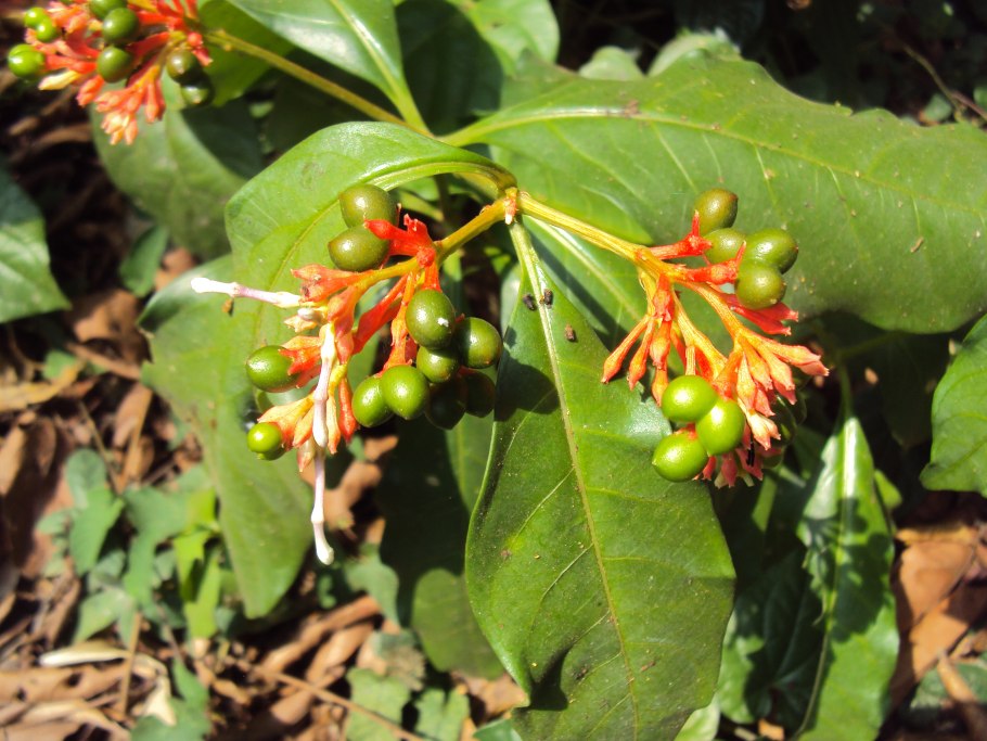 Алкалоиды раувольфии змеиной