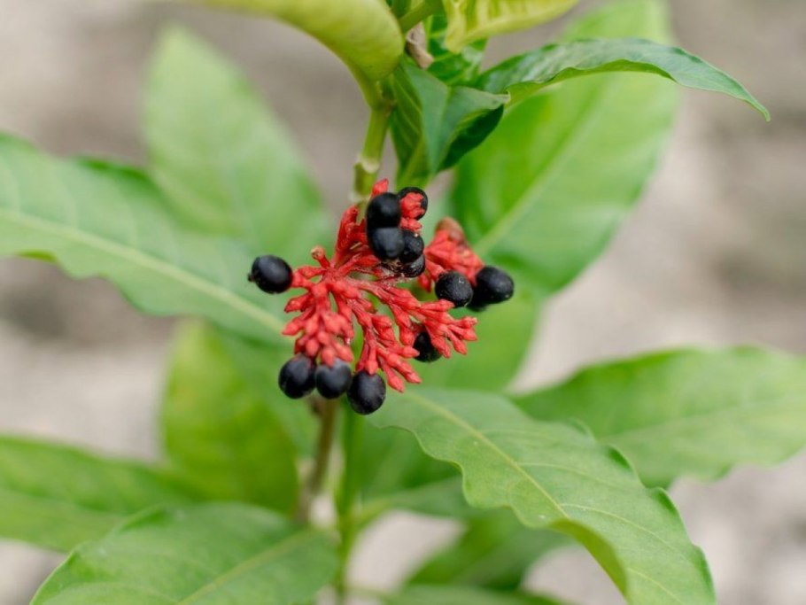 Молодой цветок