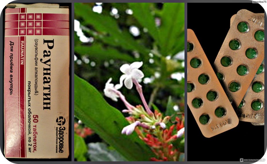 Rauwolfia confertiflora