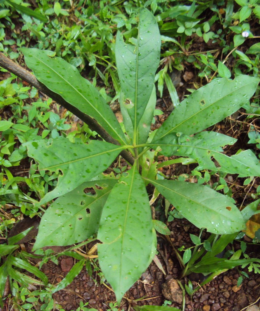 Раувольфия сухая