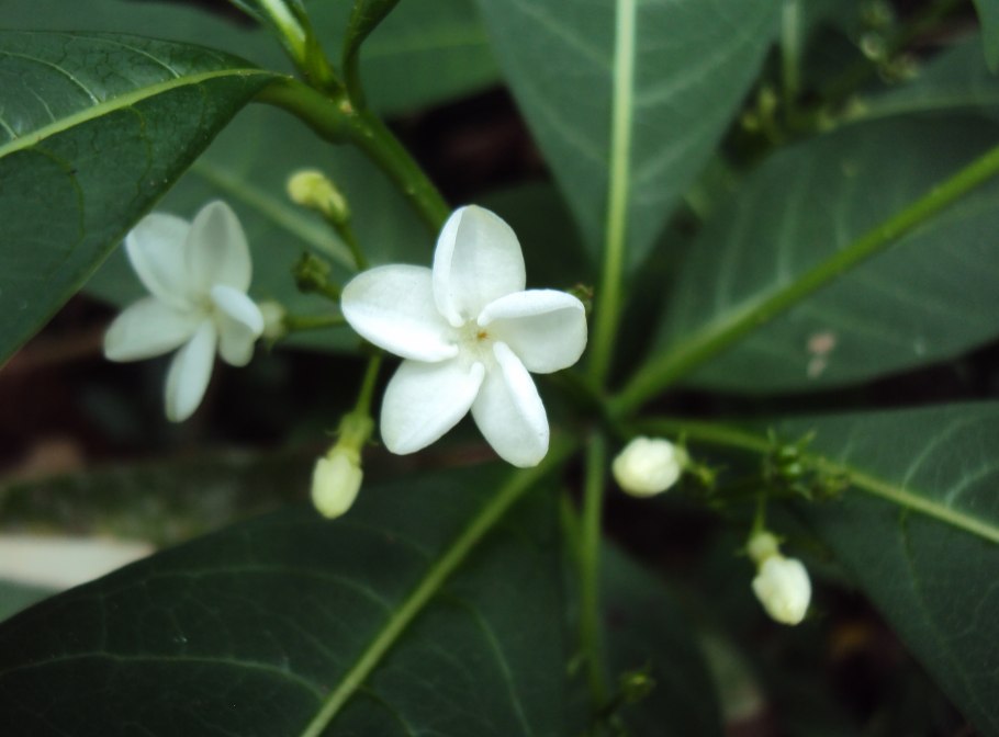 Rauvolfia verticillata