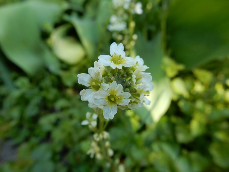 Ярутка Шовица