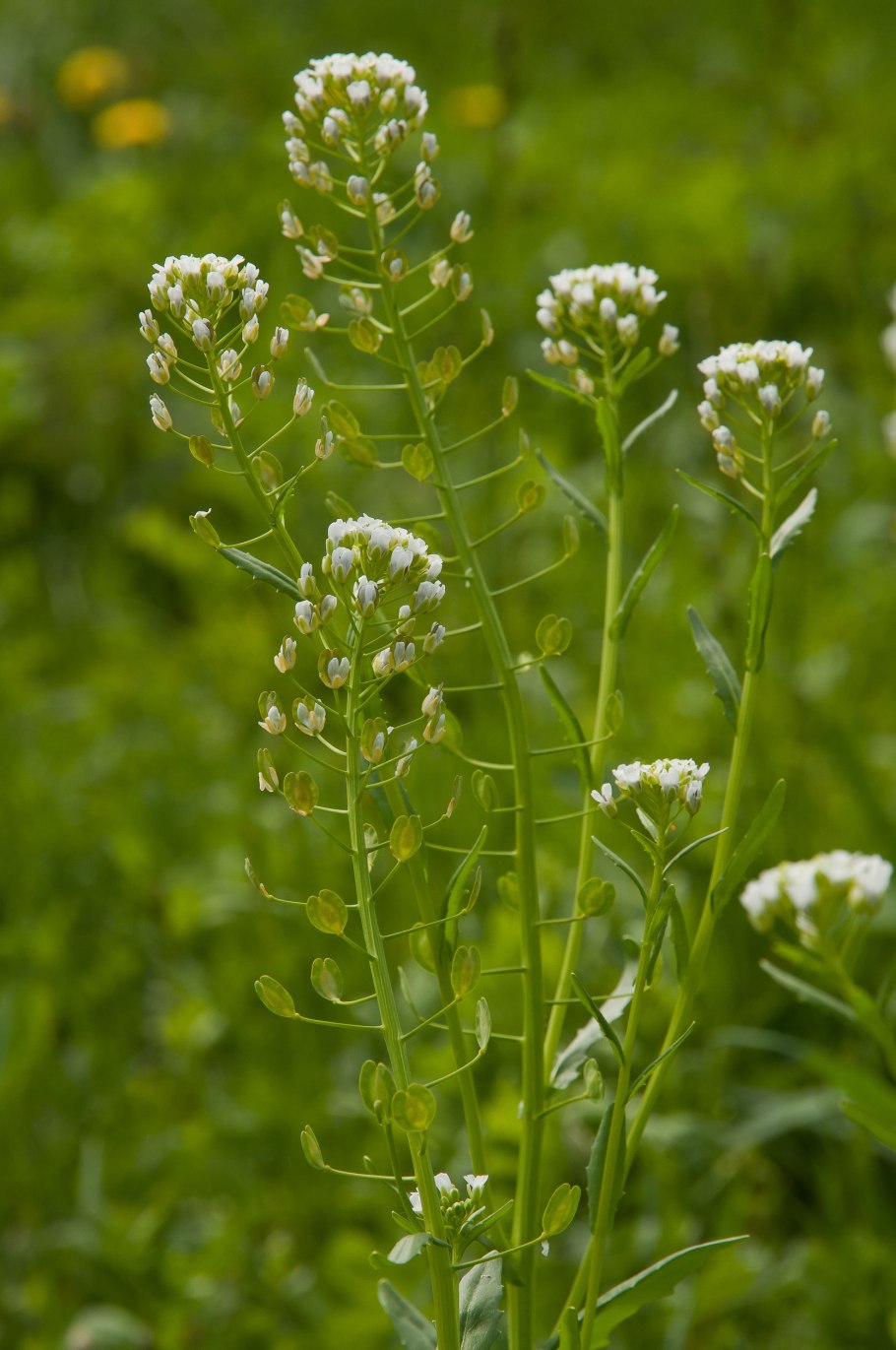 Пастушья сумка обыкновенная