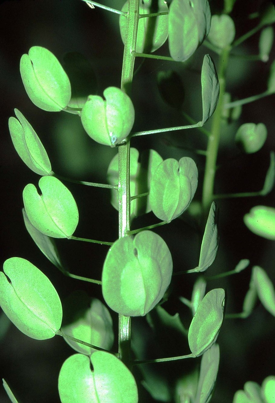 Ярутка полевая плод