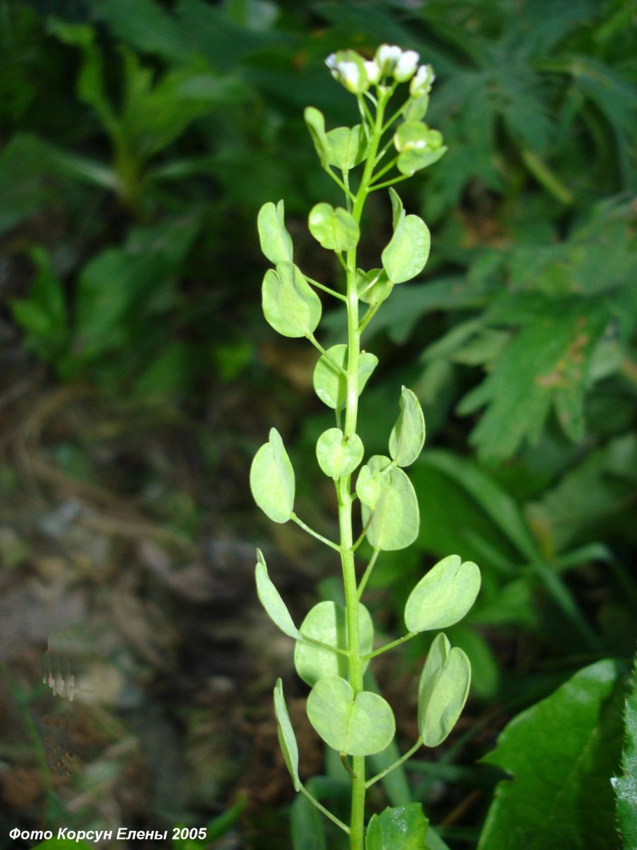 Ярутка полевая растение