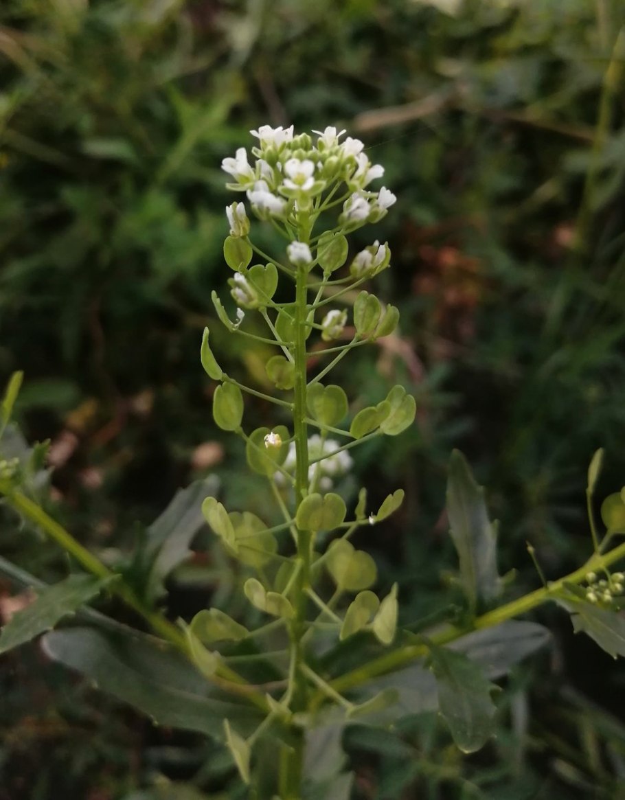 Пастушья сумка обыкновенная