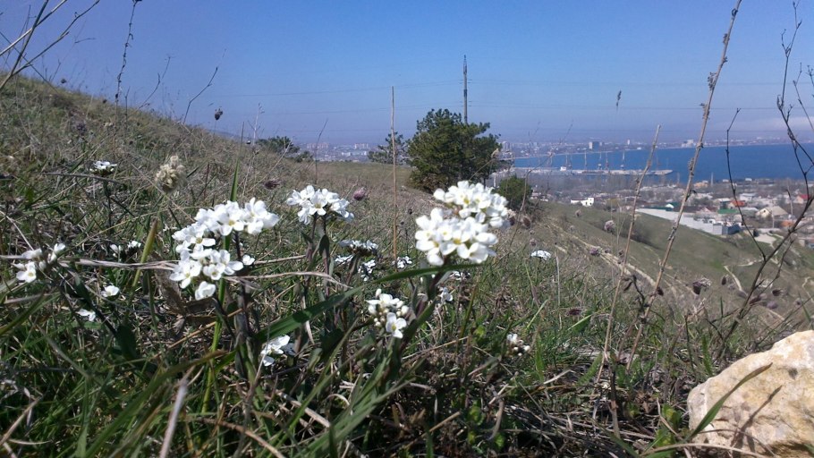 Шиверекия подольская