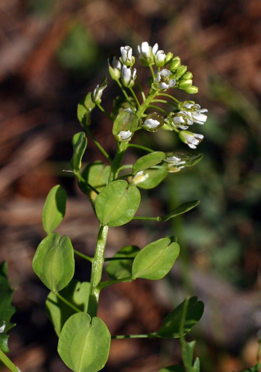 Capsella Bursa-pastoris плод