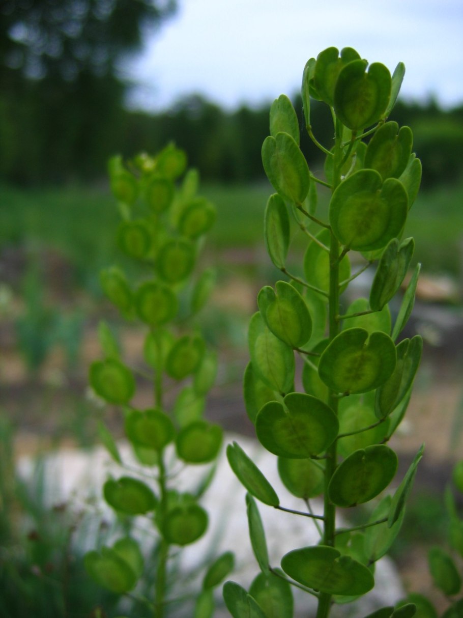 Ярутка полевая растение