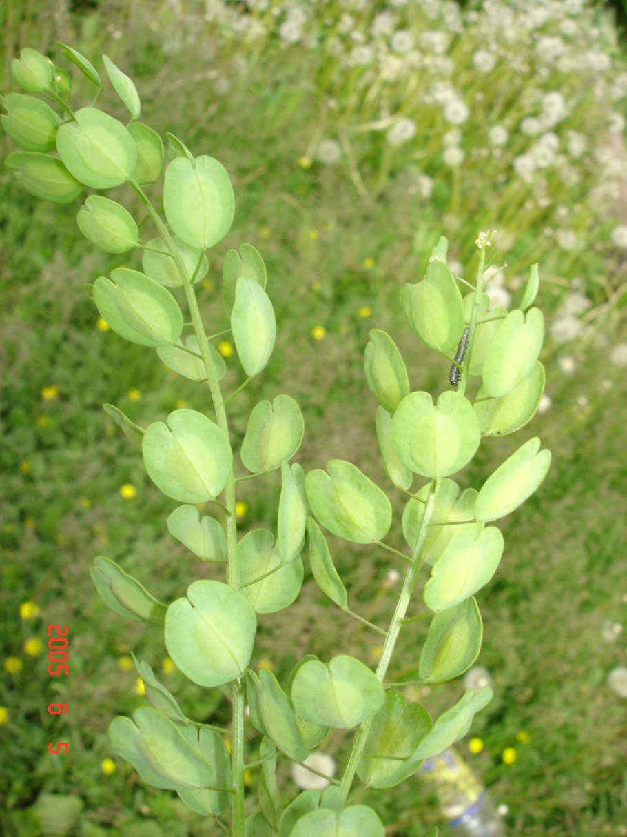 Плод ярутки полевой
