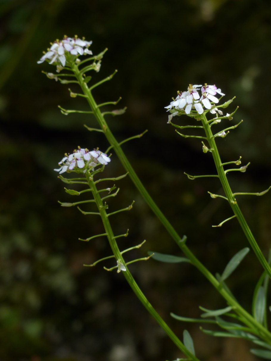 Крестоцветное растение