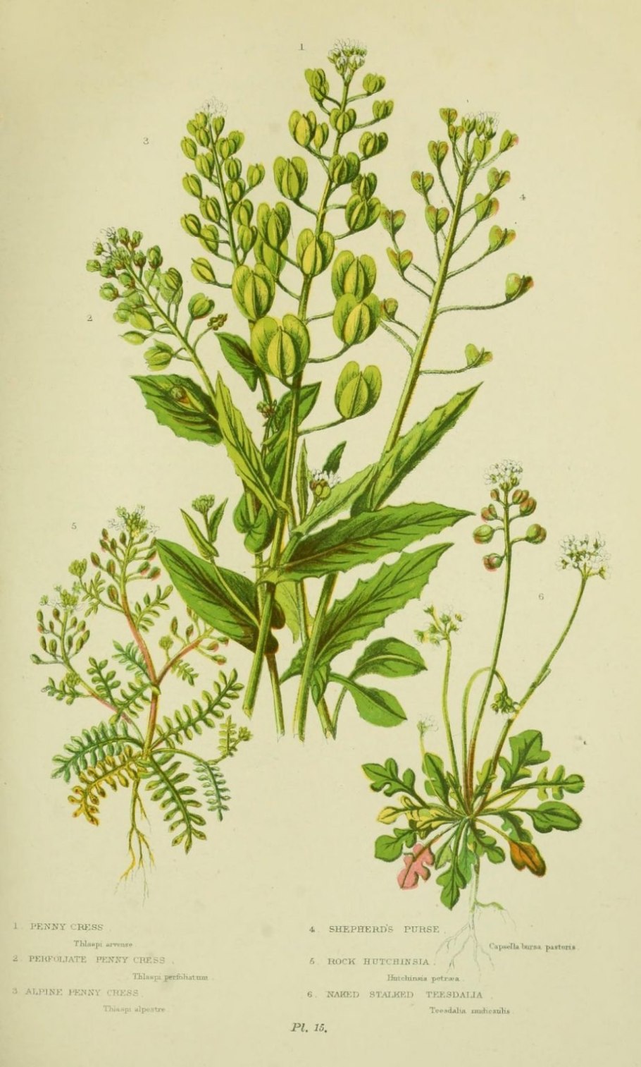 Растение пастушья сумка