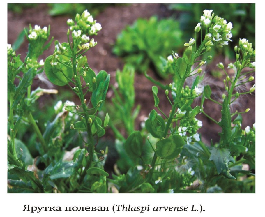 Царство ярутки полевой