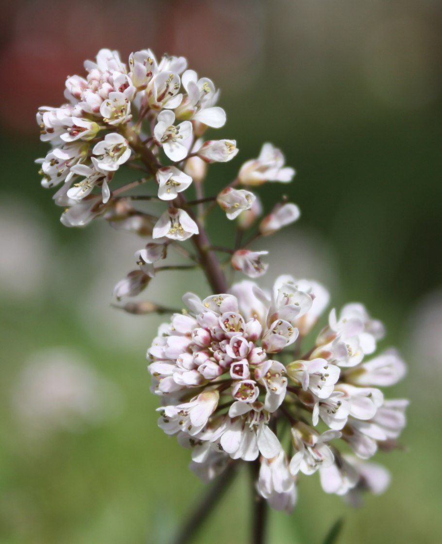 Thlaspi caerulescens