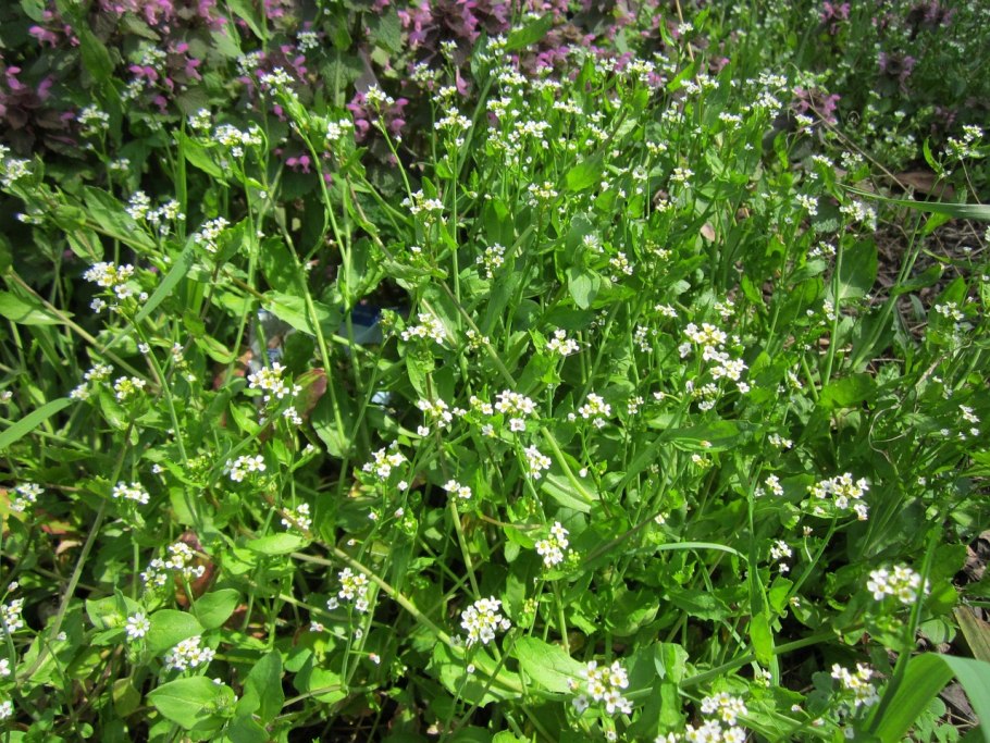 Nasturtium officinale
