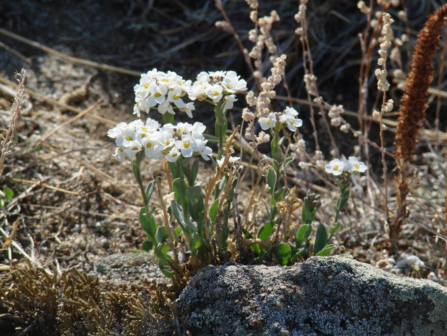Ярутка альпийская