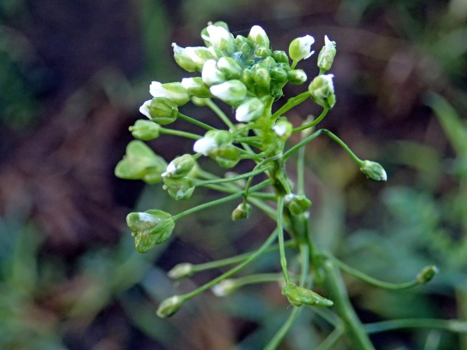 Пастушья сумка (capsella bursa-pastoris)