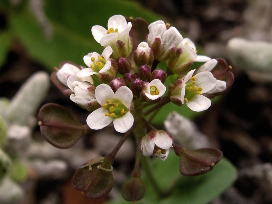Пастушья сумка обыкновенная (capsella bursa-pastoris)