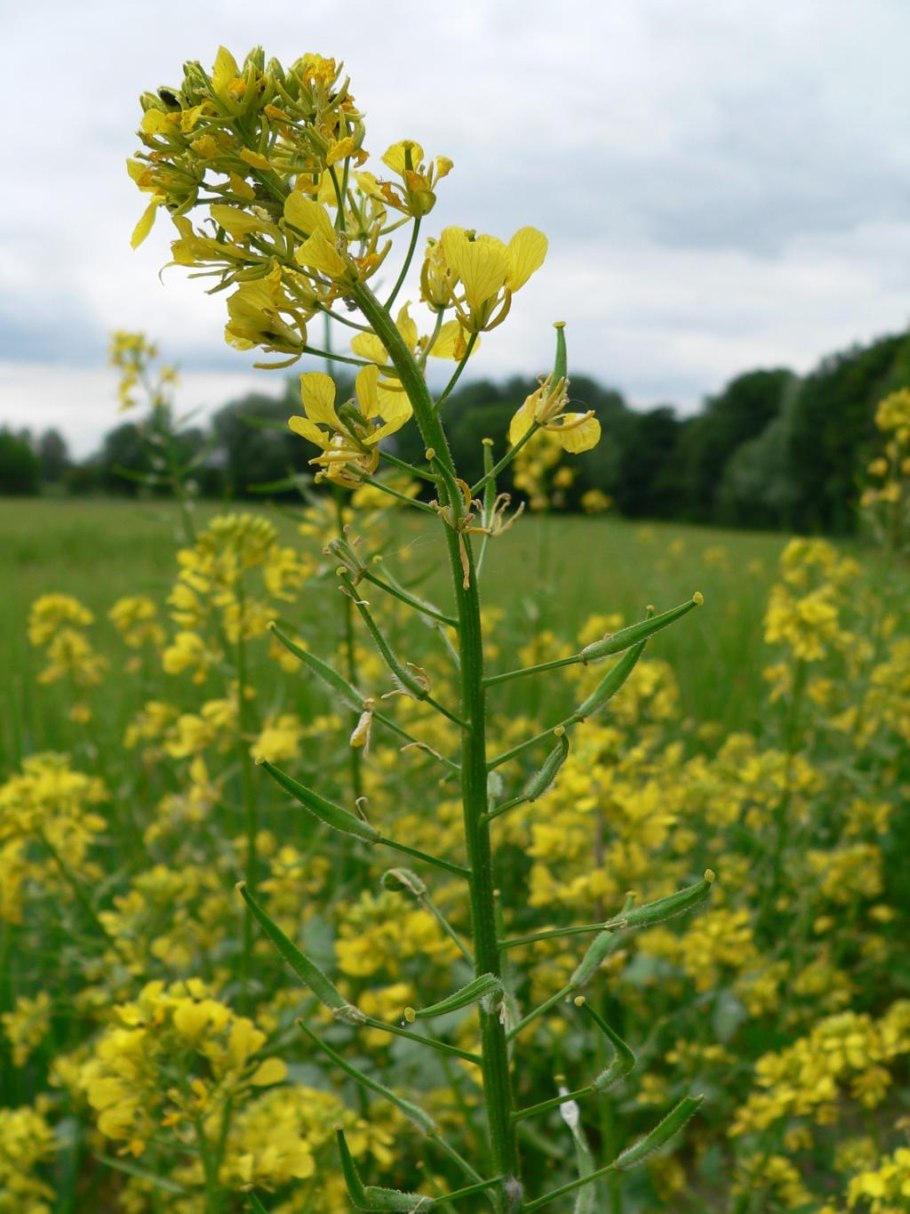 Сурепка свербига восточная