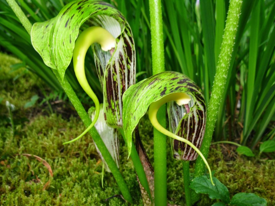 Аризема белая соцветие