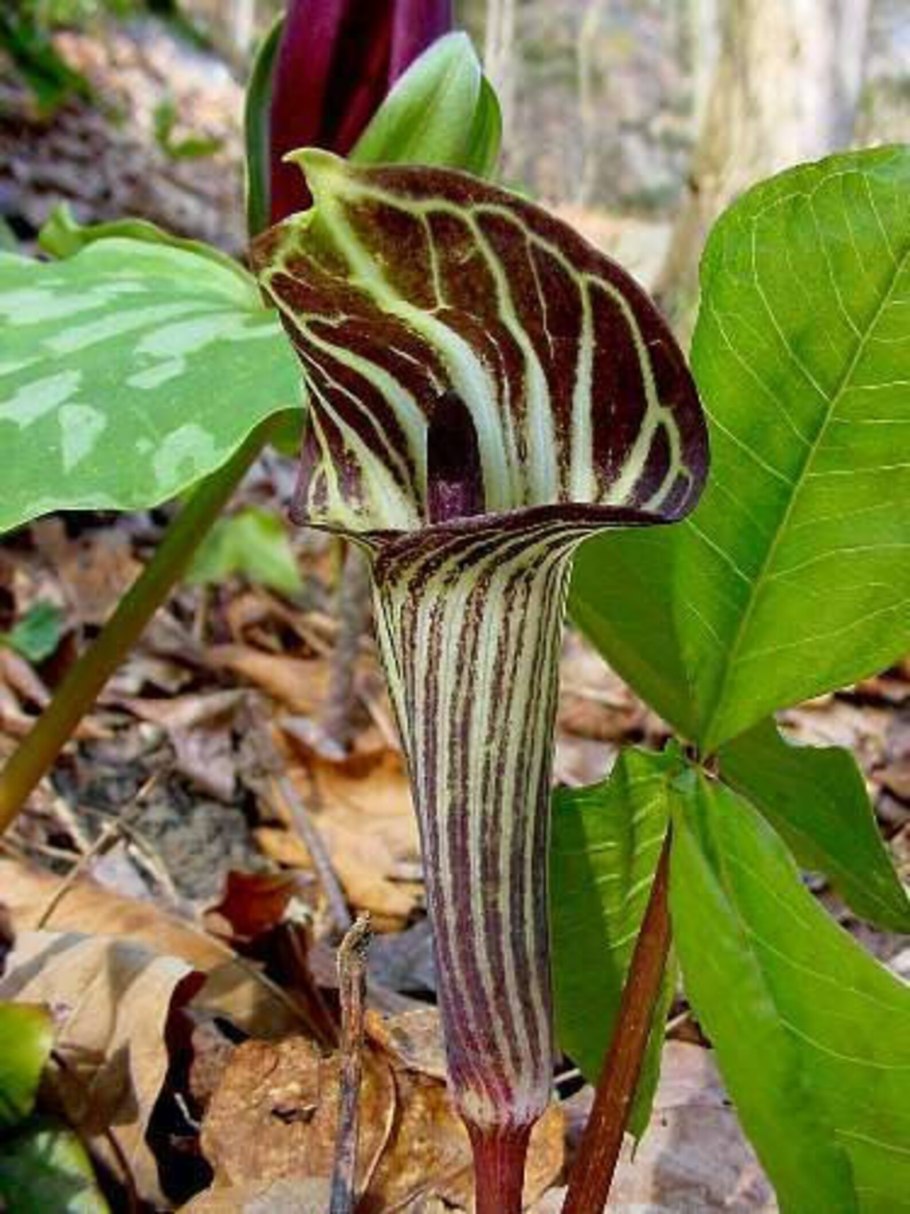 Arisaema triphyllum