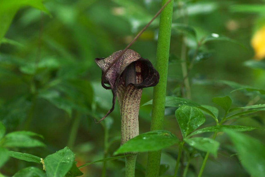 Аризема рисунок