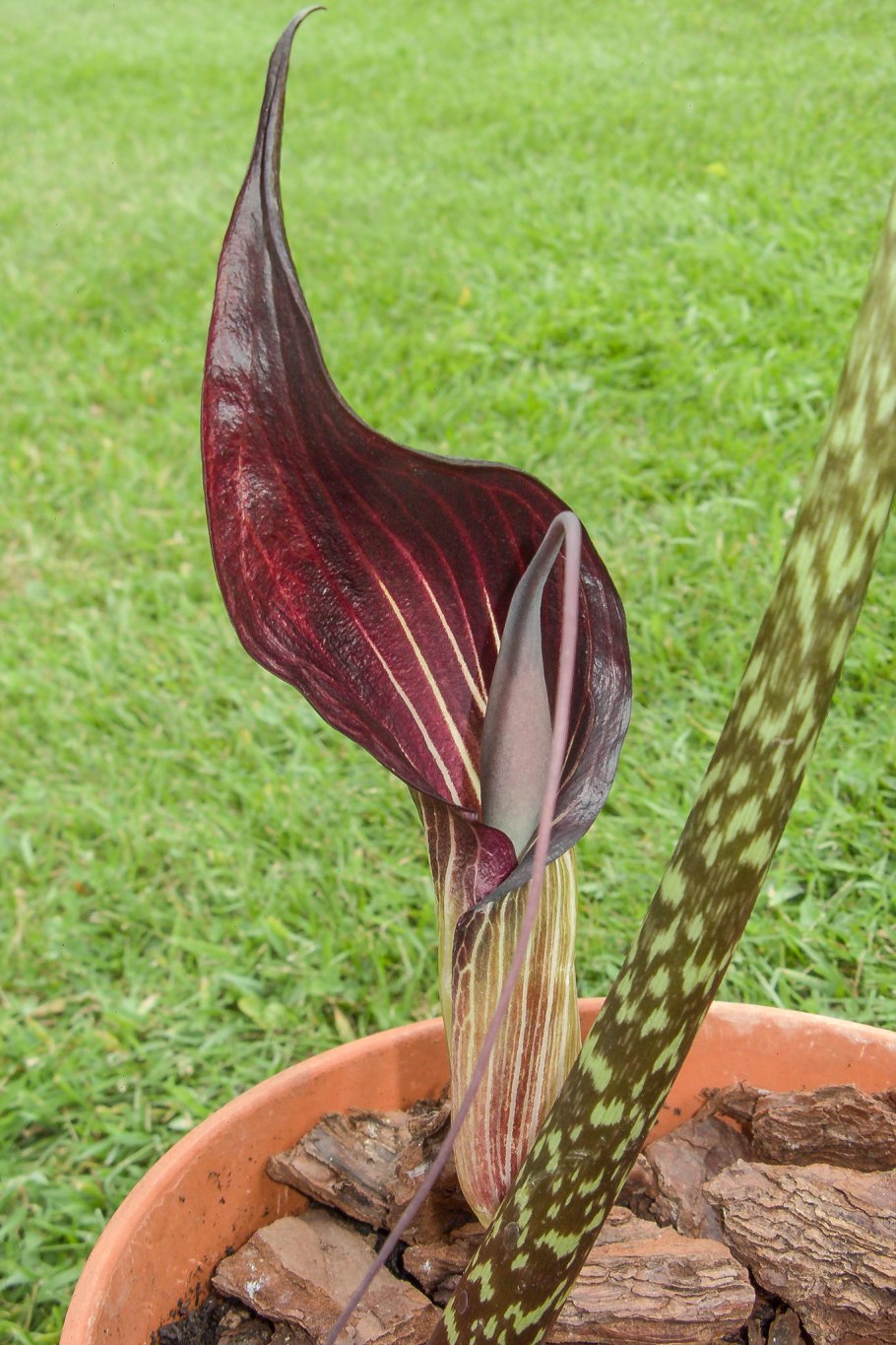 Arisaema speciosum