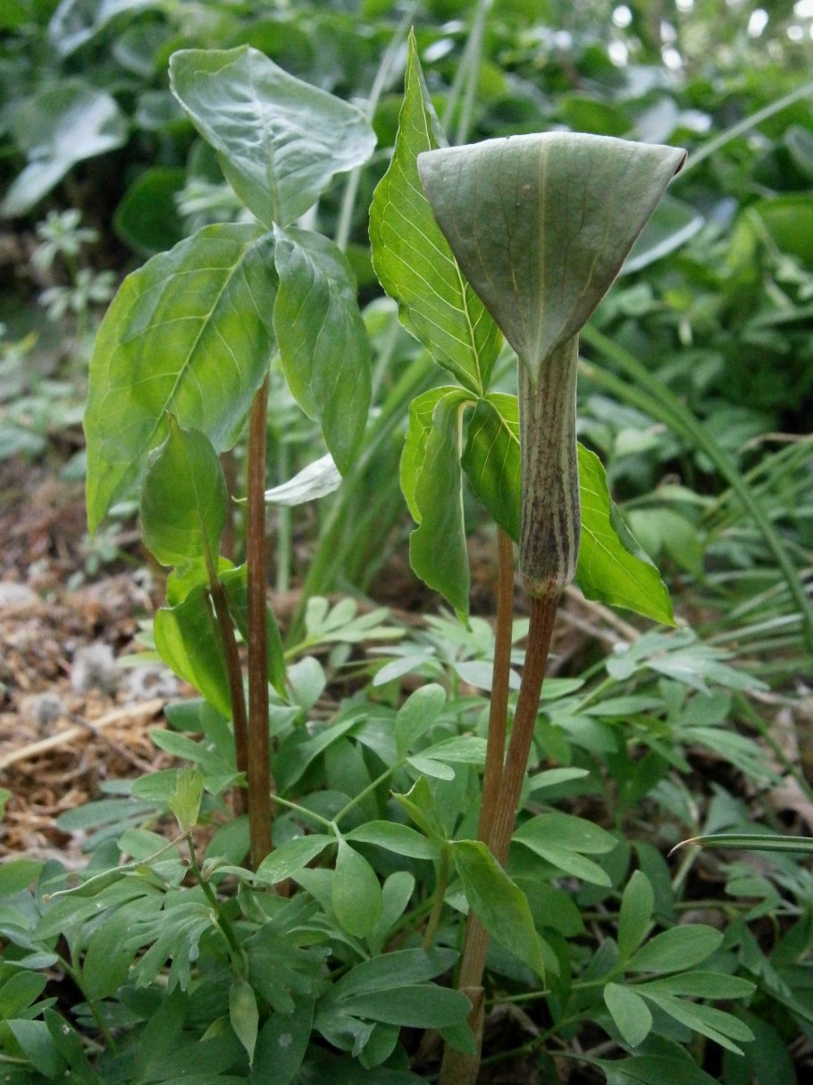 Arisaema triphyllum