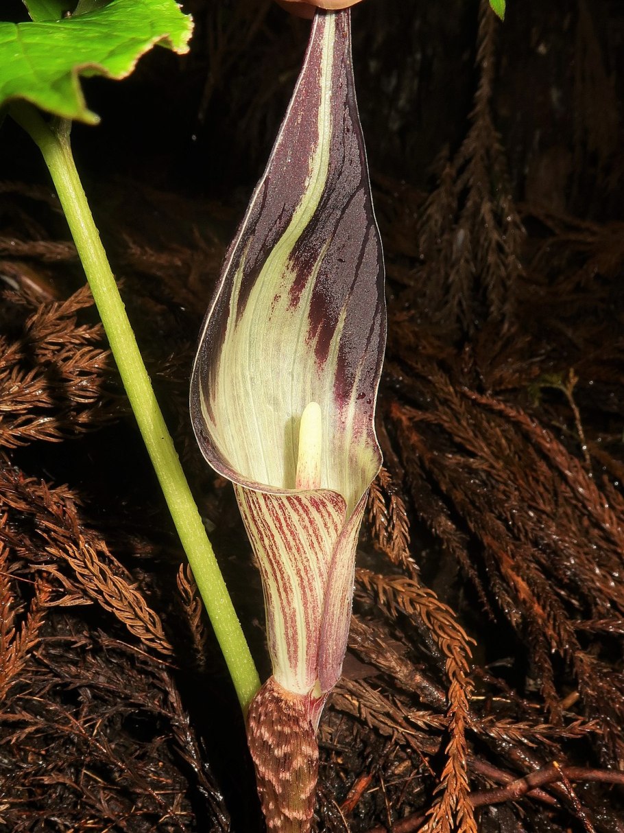 Arum triphyllum (Арум трифиллум) c3