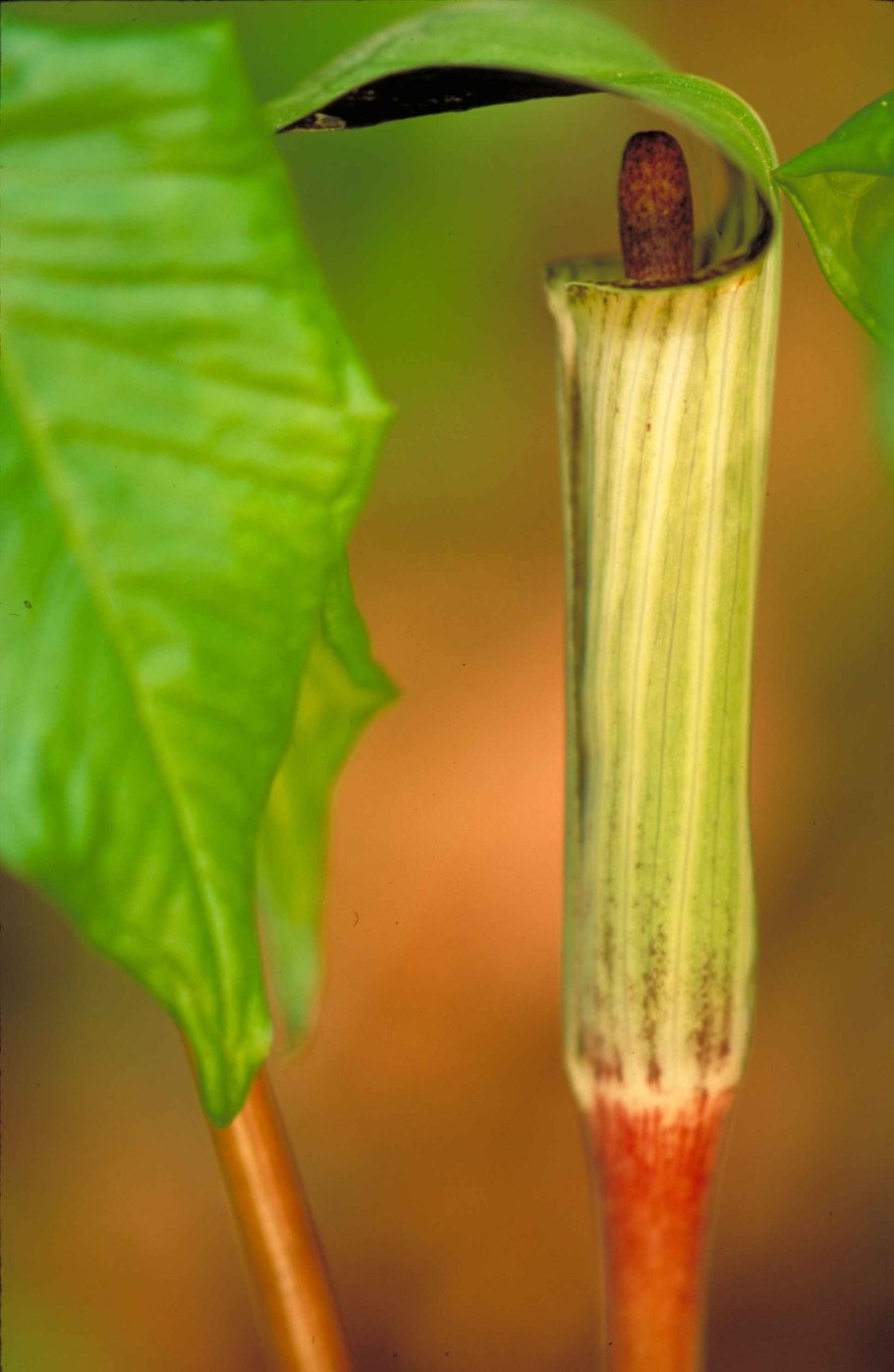 Arisaema triphyllum