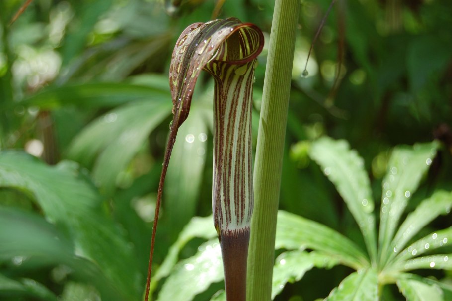 Аризема Комарова