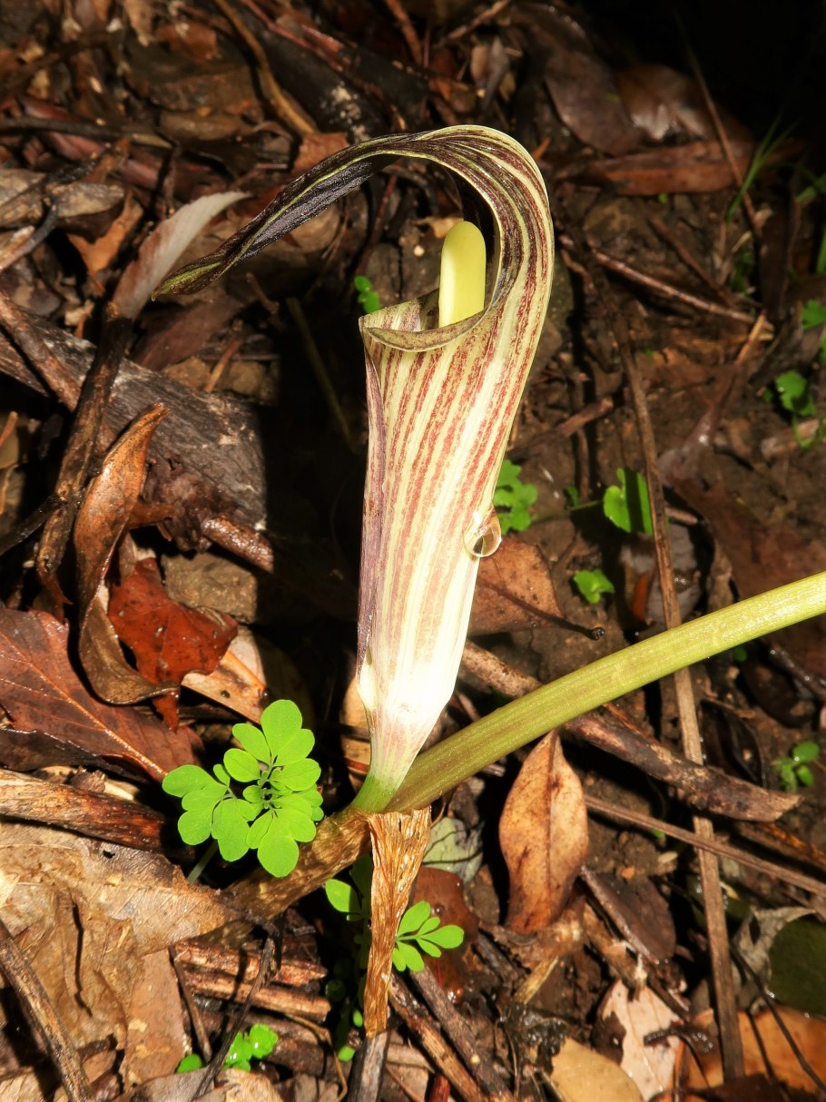 Аризема трехлистная triphyllum