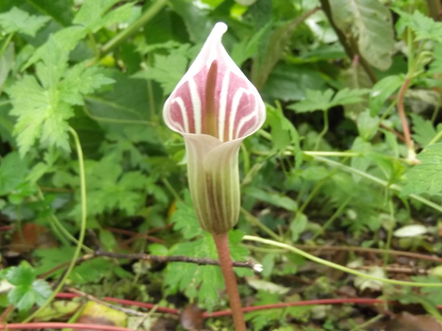 Аризема драконовая