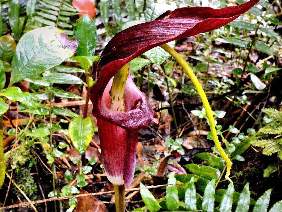 Аризема Однопокровница