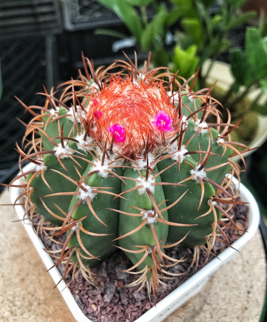 Мелокактус матанзанус