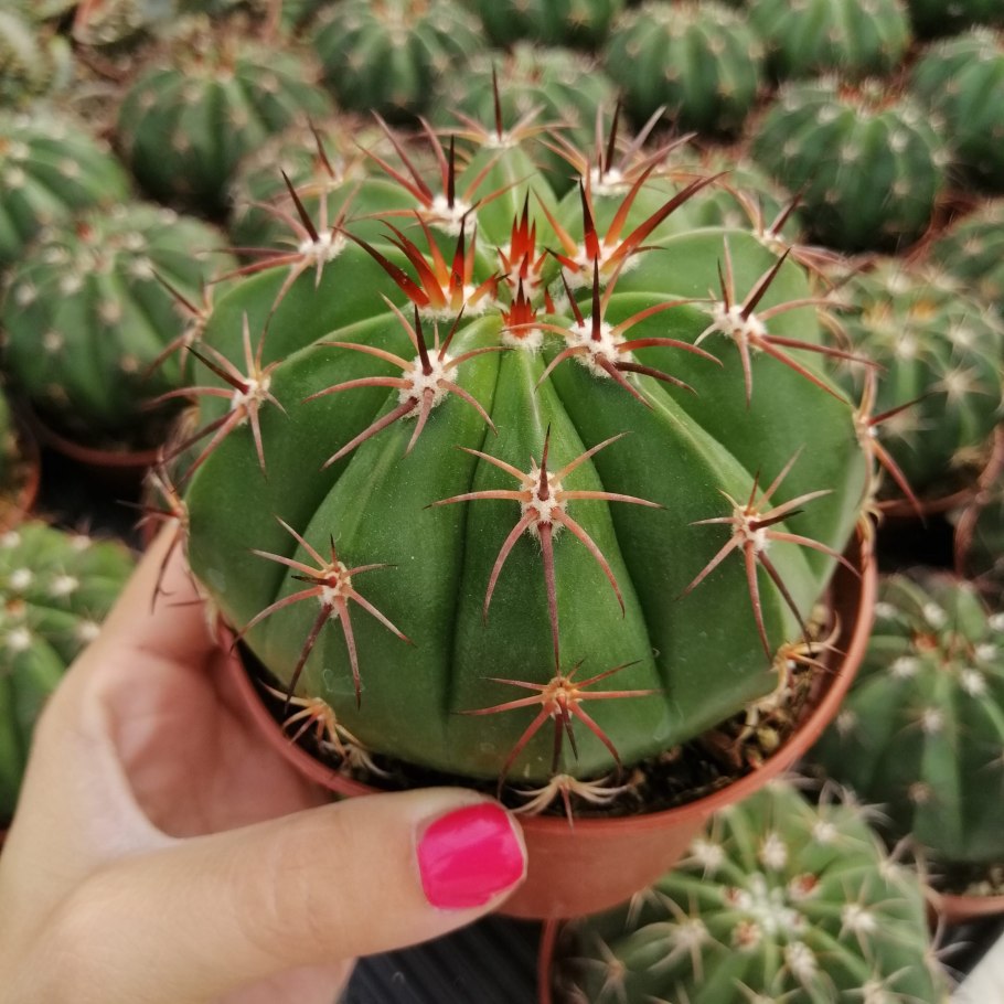 Кактус цереус микс