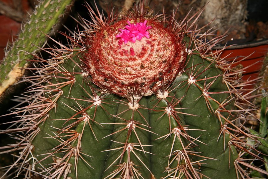 Мелокактус матанзанский