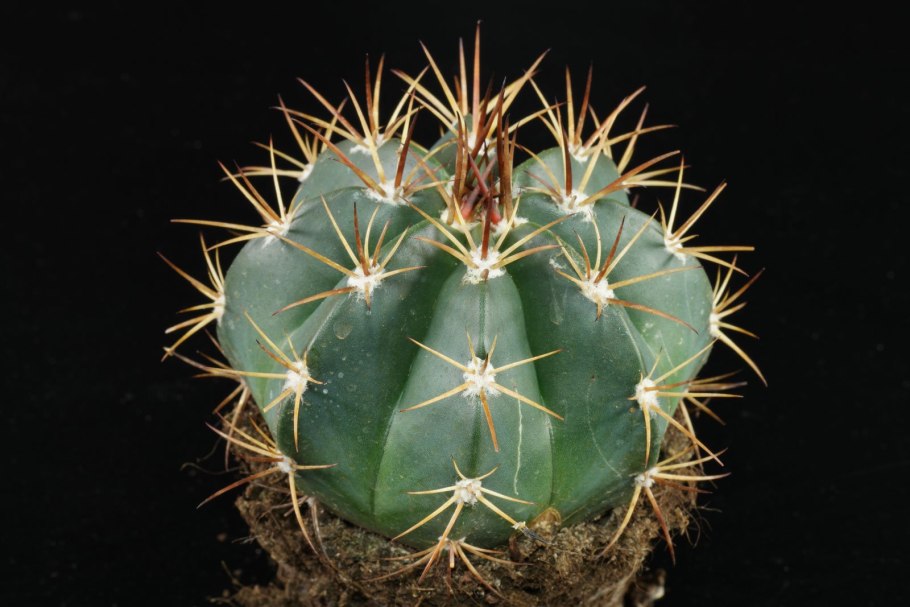 Мелокактус bahiensis