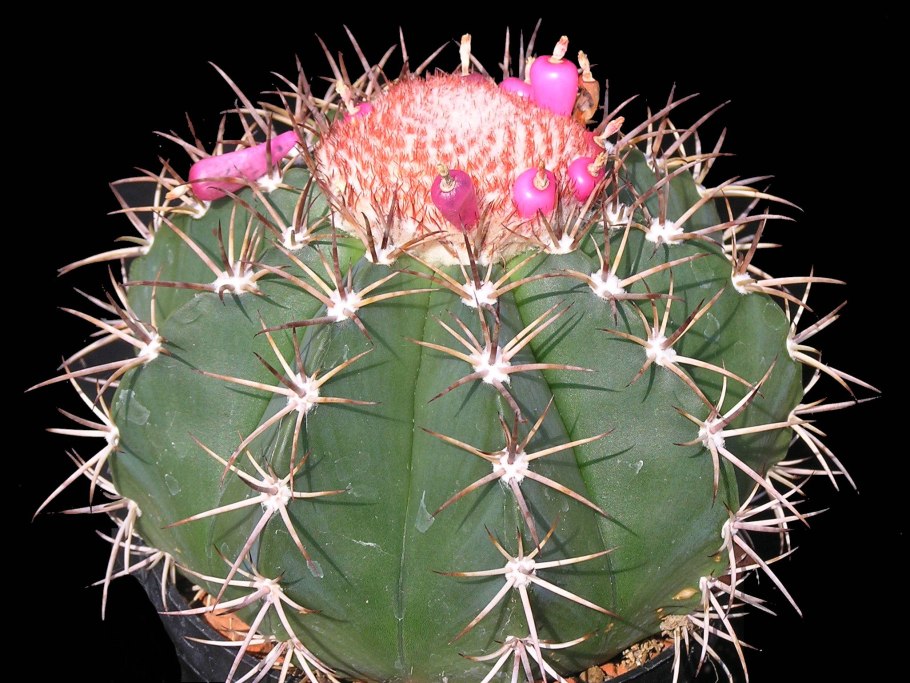 Melocactus bahiensis