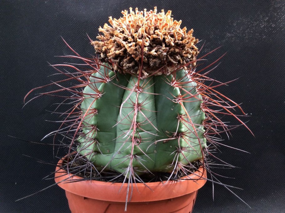 Мелокактус лонгиспинус