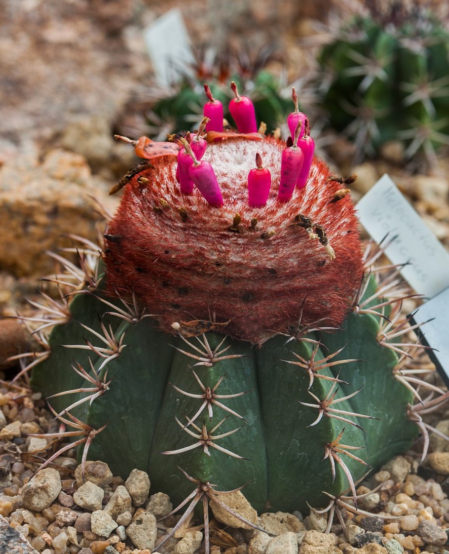 Меллокактус метонцианус