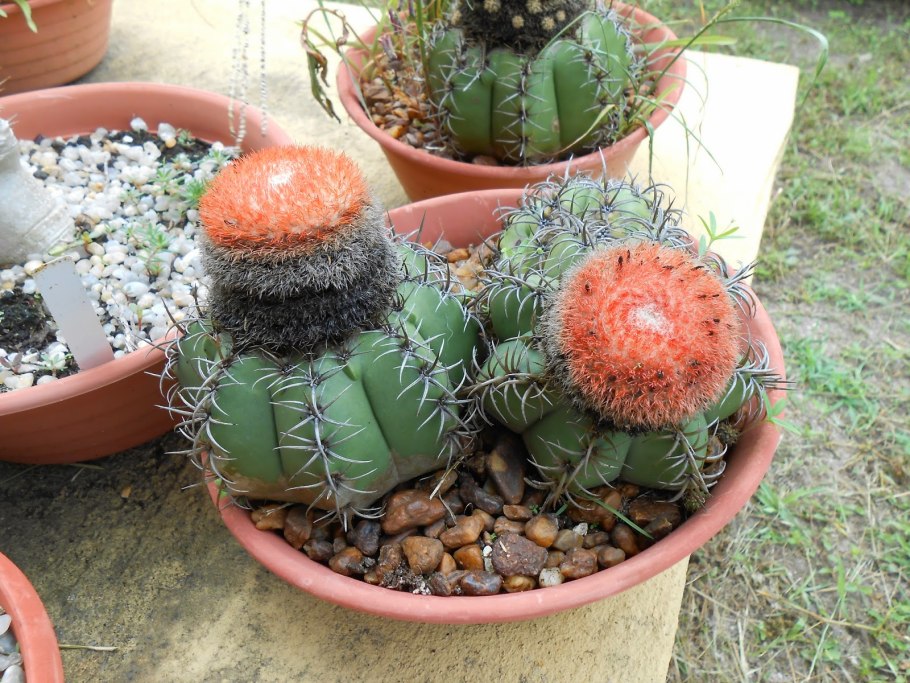 Мелокактус перуанский