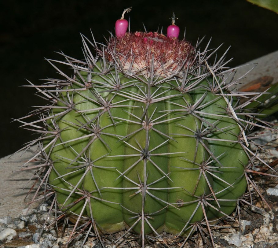 Melocactus ferreophilus