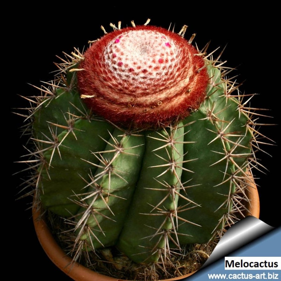 Melocactus violaceus